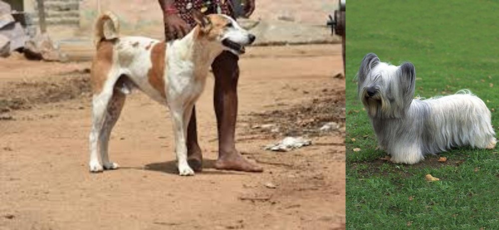 Skye Terrier vs Pandikona - Breed Comparison