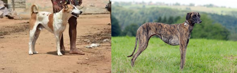 Sloughi vs Pandikona - Breed Comparison