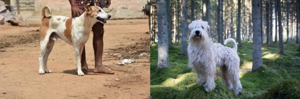 Soft-Coated Wheaten Terrier vs Pandikona - Breed Comparison