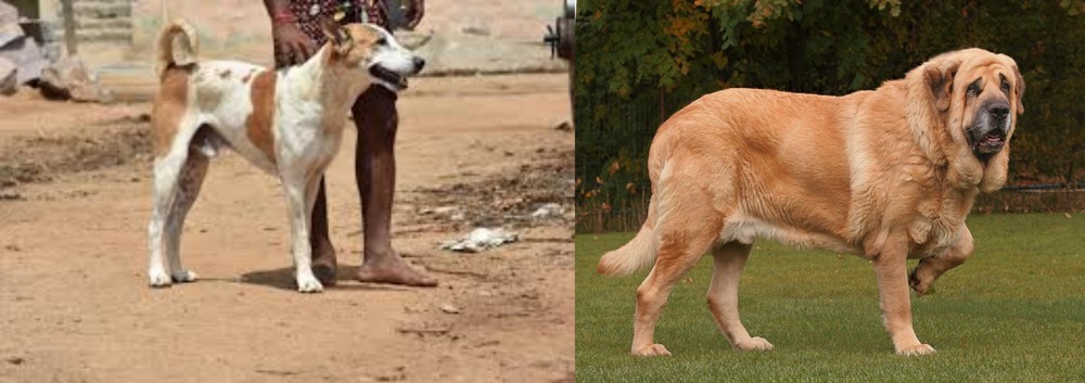 Spanish Mastiff vs Pandikona - Breed Comparison