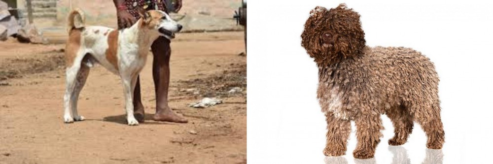 Spanish Water Dog vs Pandikona - Breed Comparison