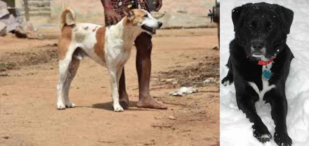St. John's Water Dog vs Pandikona - Breed Comparison