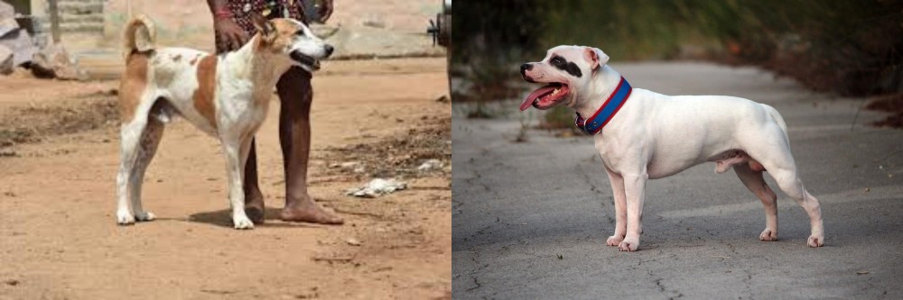 Staffordshire Bull Terrier vs Pandikona - Breed Comparison