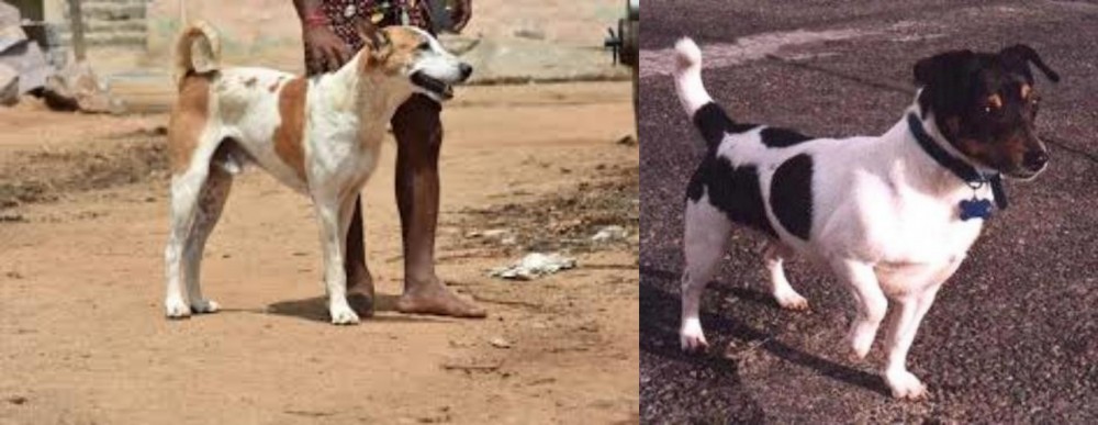 Teddy Roosevelt Terrier vs Pandikona - Breed Comparison