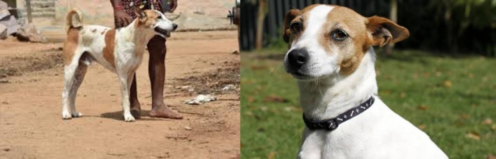 Tenterfield Terrier vs Pandikona - Breed Comparison