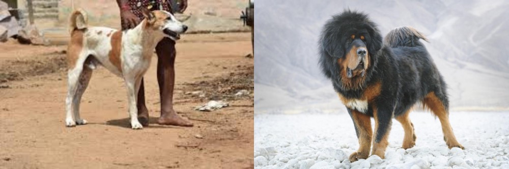Tibetan Mastiff vs Pandikona - Breed Comparison