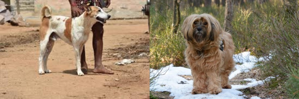 Tibetan Terrier vs Pandikona - Breed Comparison