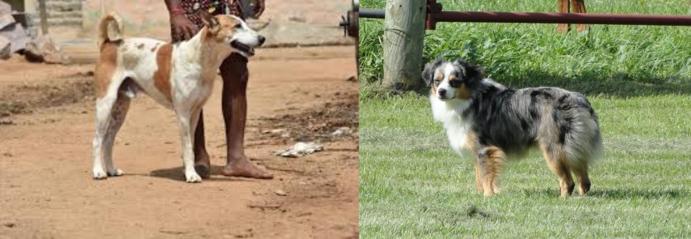 Toy Australian Shepherd vs Pandikona - Breed Comparison