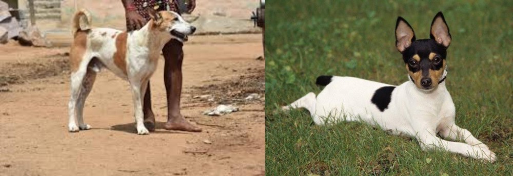 Toy Fox Terrier vs Pandikona - Breed Comparison