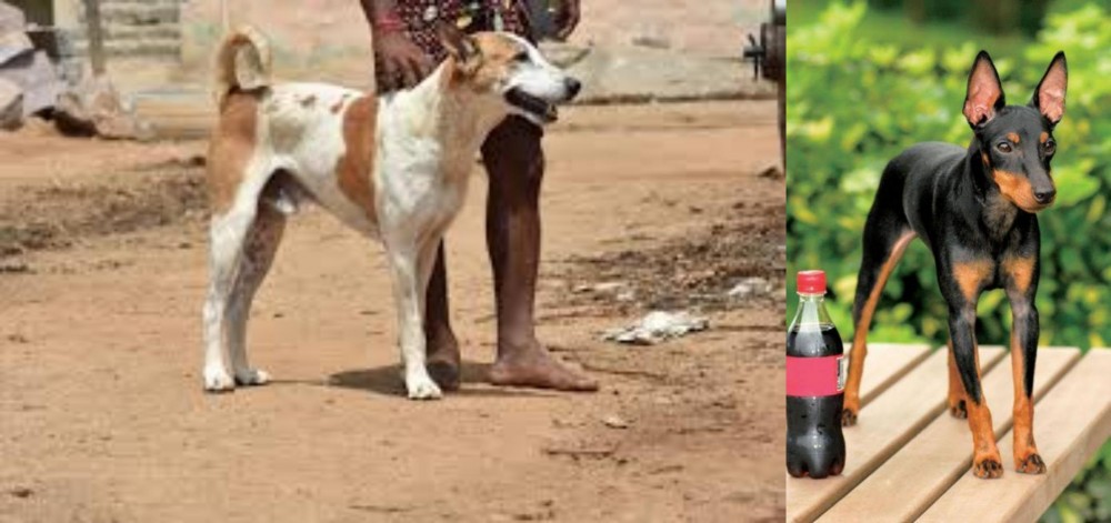 Toy Manchester Terrier vs Pandikona - Breed Comparison