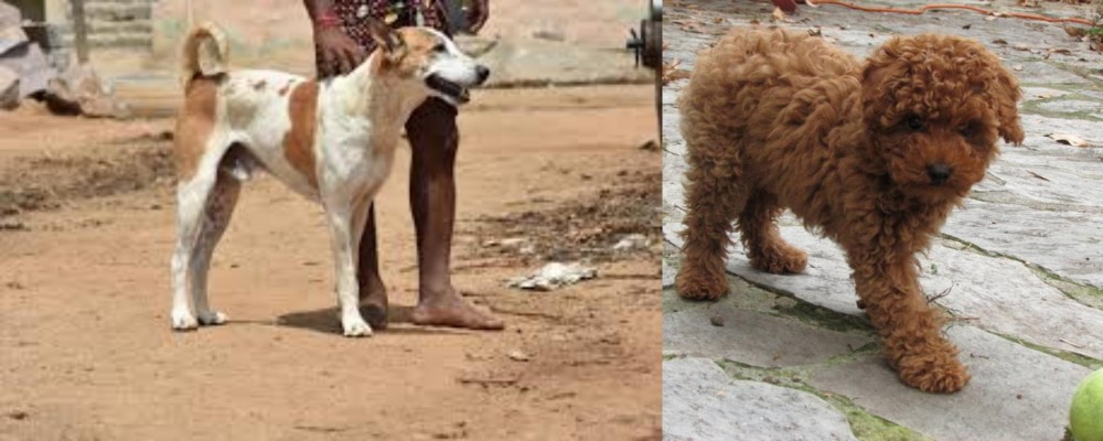 Toy Poodle vs Pandikona - Breed Comparison