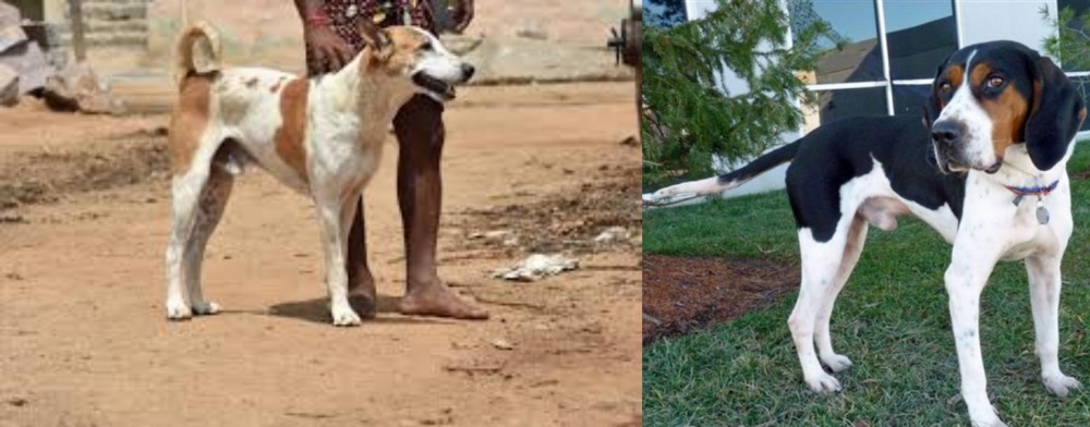 Treeing Walker Coonhound vs Pandikona - Breed Comparison