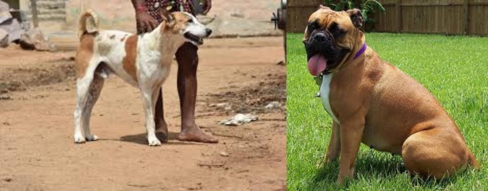 Valley Bulldog vs Pandikona - Breed Comparison
