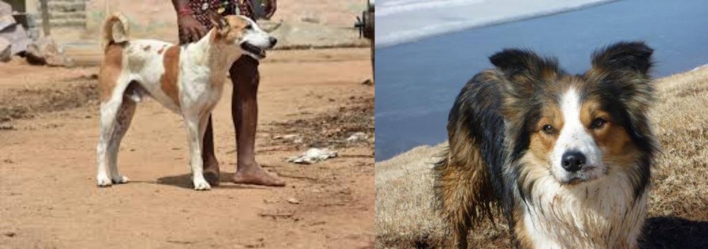 Welsh Sheepdog vs Pandikona - Breed Comparison
