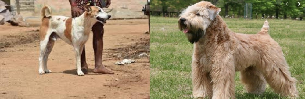 Wheaten Terrier vs Pandikona - Breed Comparison