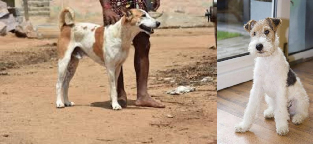 Wire Fox Terrier vs Pandikona - Breed Comparison
