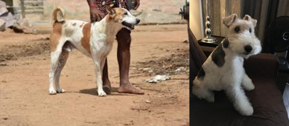 Wire Haired Fox Terrier vs Pandikona - Breed Comparison