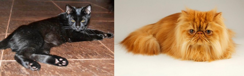Persian vs Pantherette - Breed Comparison