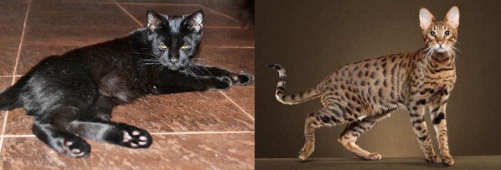 Savannah vs Pantherette - Breed Comparison