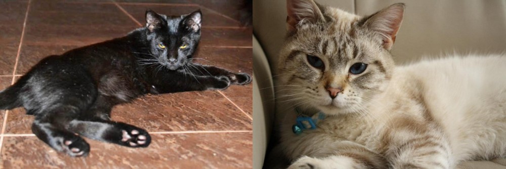 Siamese/Tabby vs Pantherette - Breed Comparison
