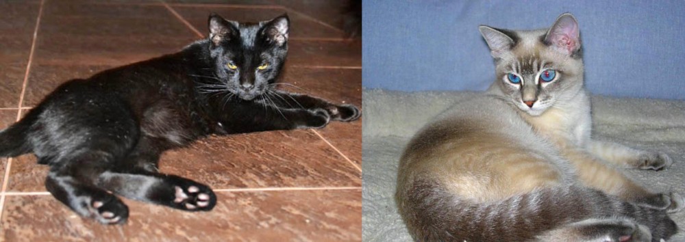 Tiger Cat vs Pantherette - Breed Comparison