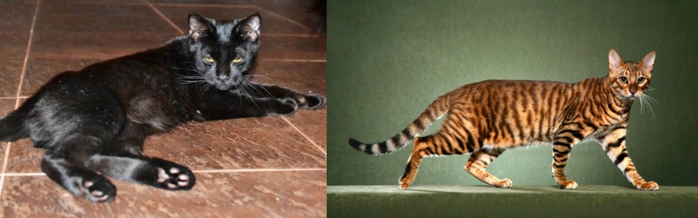 Toyger vs Pantherette - Breed Comparison