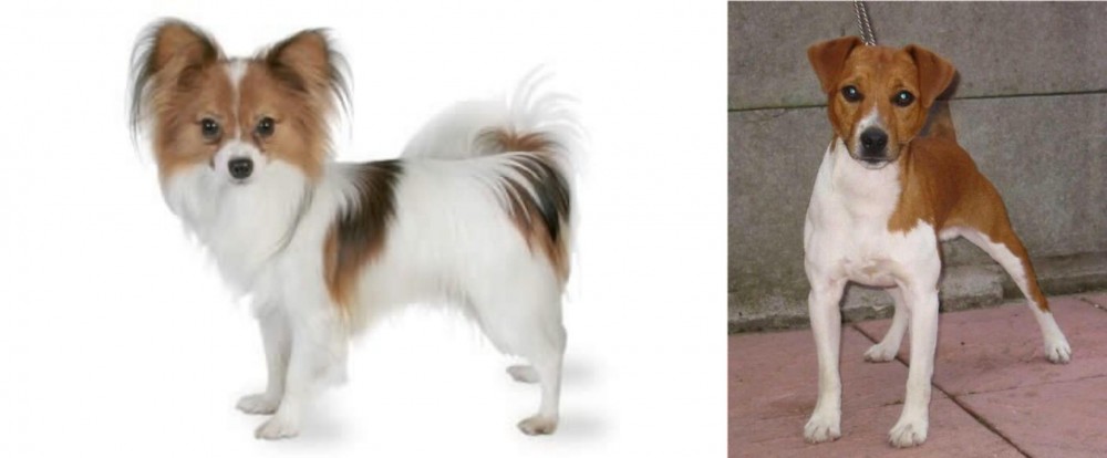 Plummer Terrier vs Papillon - Breed Comparison