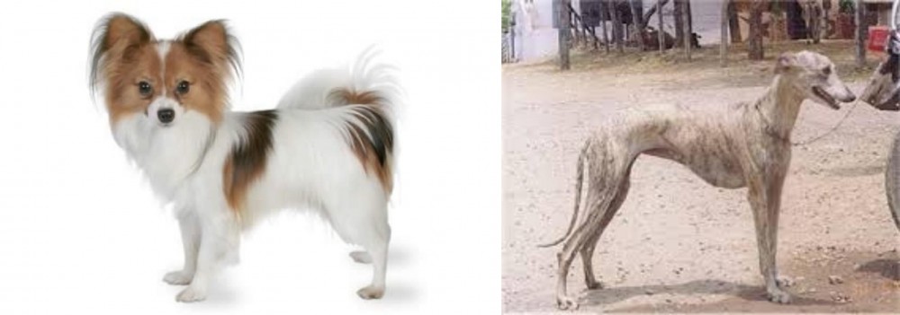 Rampur Greyhound vs Papillon - Breed Comparison