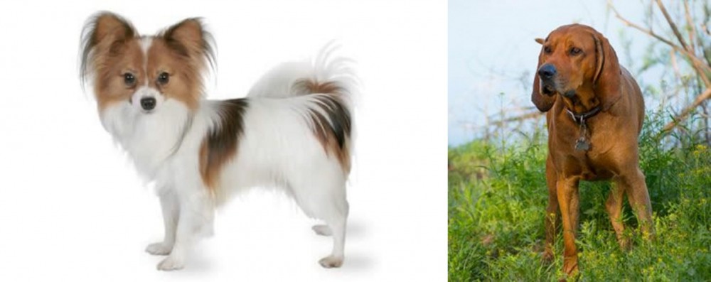 Redbone Coonhound vs Papillon - Breed Comparison
