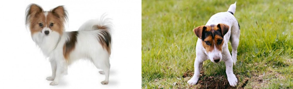 Russell Terrier vs Papillon - Breed Comparison