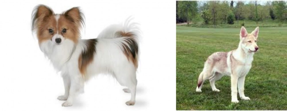 Saarlooswolfhond vs Papillon - Breed Comparison