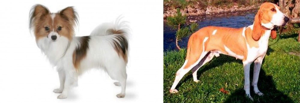 Schweizer Laufhund vs Papillon - Breed Comparison