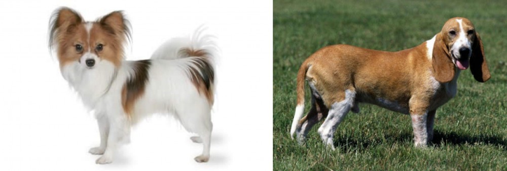 Schweizer Niederlaufhund vs Papillon - Breed Comparison