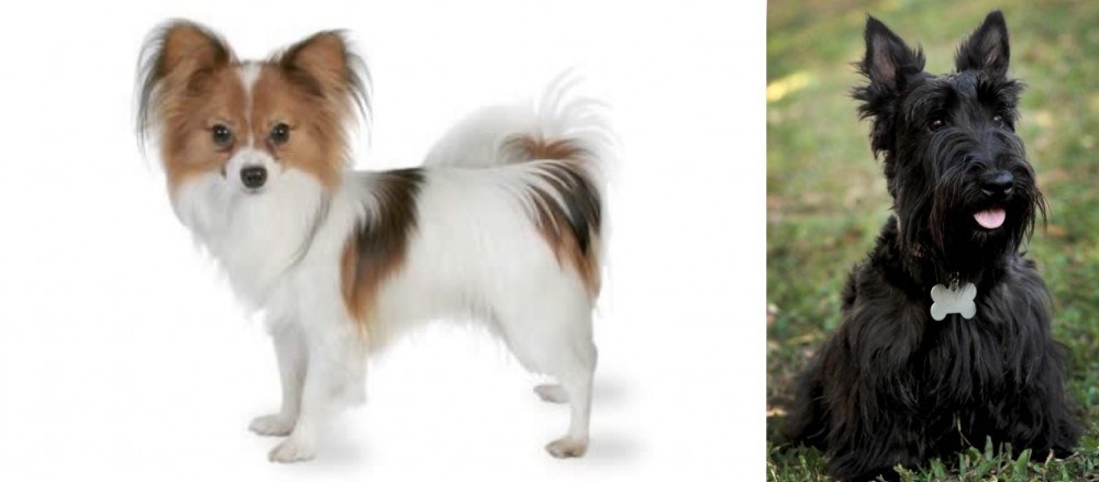 Scoland Terrier vs Papillon - Breed Comparison