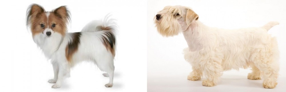 Sealyham Terrier vs Papillon - Breed Comparison