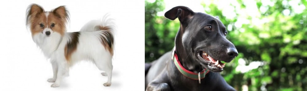 Shepard Labrador vs Papillon - Breed Comparison