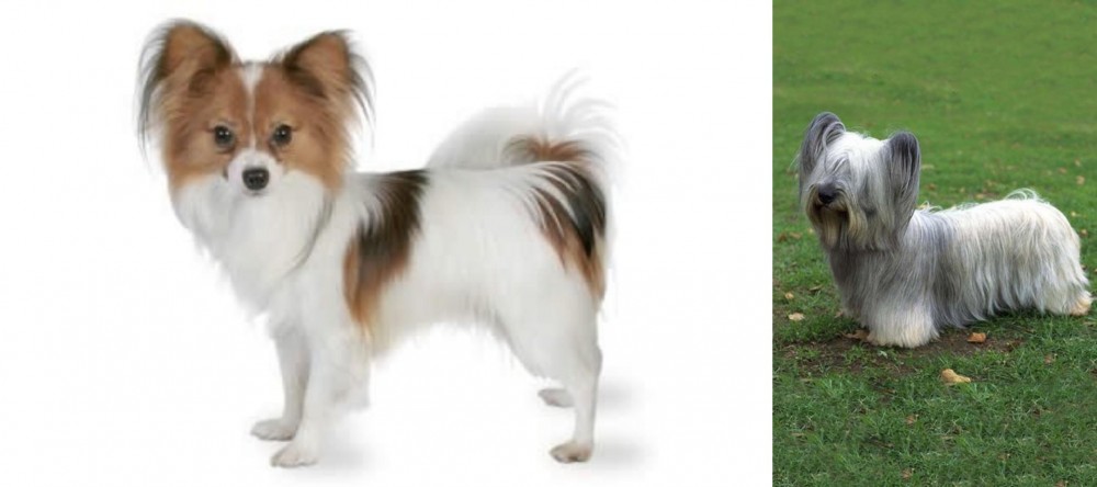 Skye Terrier vs Papillon - Breed Comparison
