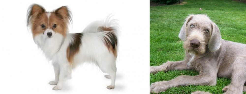 Slovakian Rough Haired Pointer vs Papillon - Breed Comparison