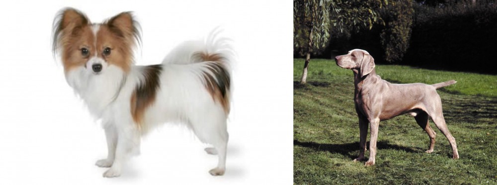 Smooth Haired Weimaraner vs Papillon - Breed Comparison
