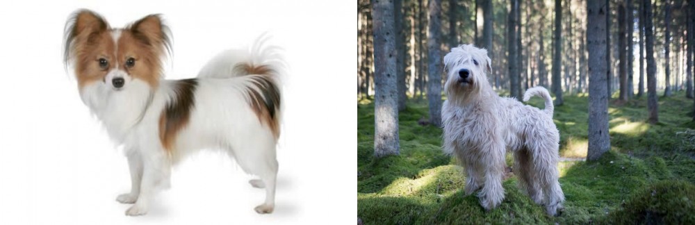 Soft-Coated Wheaten Terrier vs Papillon - Breed Comparison