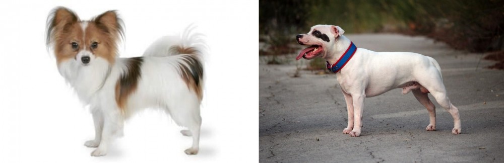 Staffordshire Bull Terrier vs Papillon - Breed Comparison