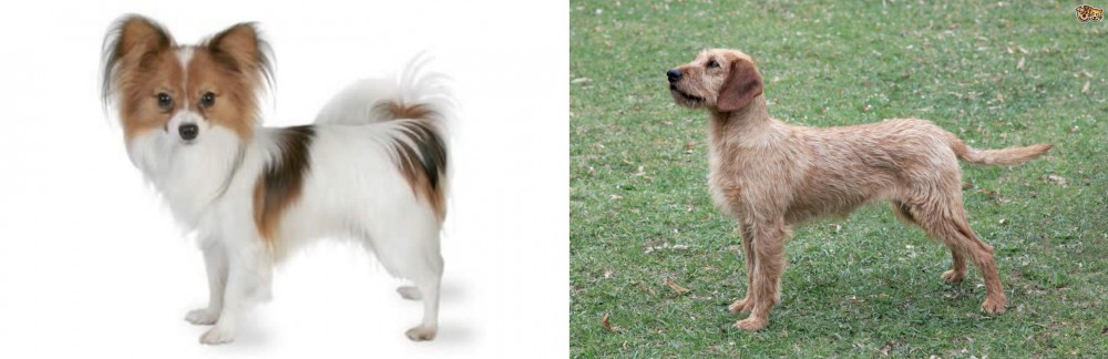 Styrian Coarse Haired Hound vs Papillon - Breed Comparison