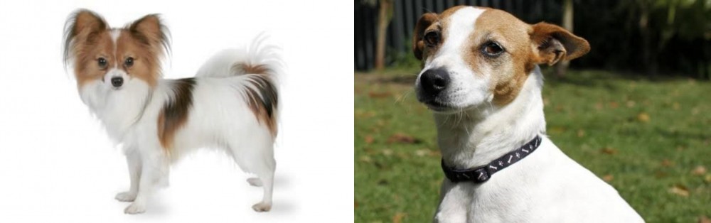 Tenterfield Terrier vs Papillon - Breed Comparison