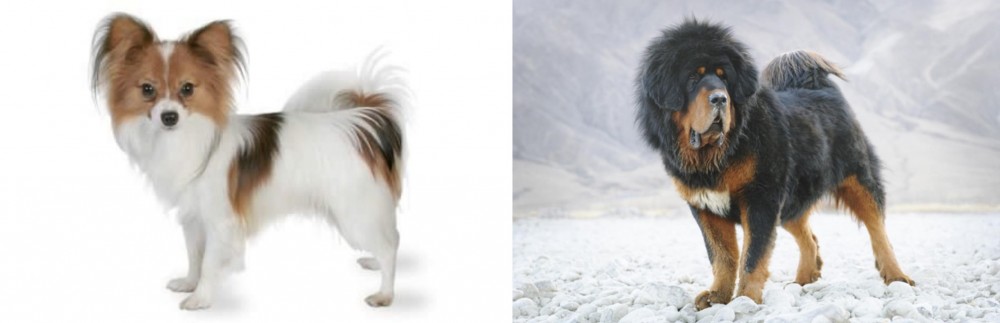Tibetan Mastiff vs Papillon - Breed Comparison