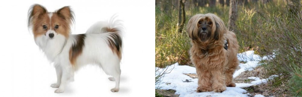 Tibetan Terrier vs Papillon - Breed Comparison