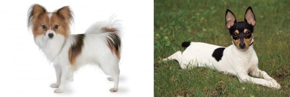 Toy Fox Terrier vs Papillon - Breed Comparison