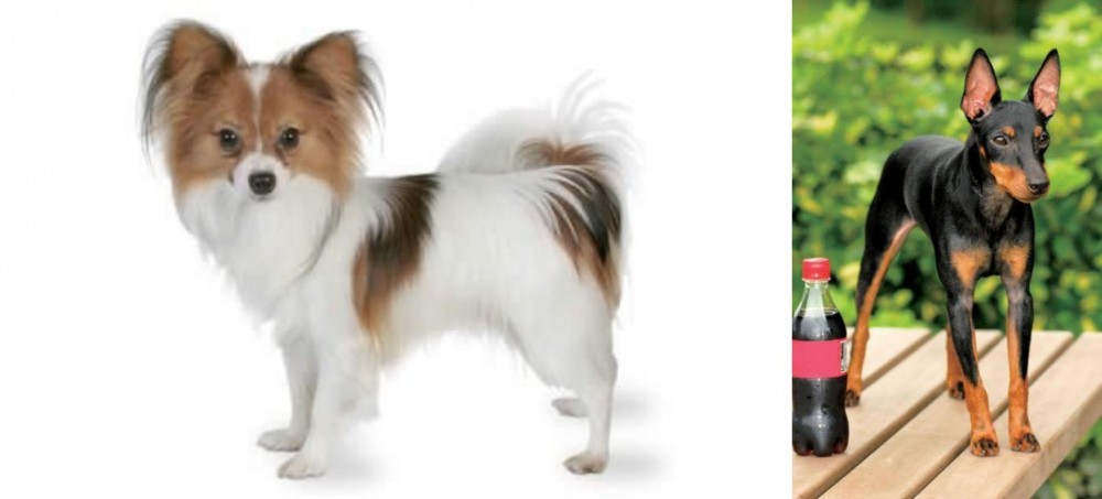 Toy Manchester Terrier vs Papillon - Breed Comparison