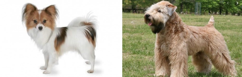 Wheaten Terrier vs Papillon - Breed Comparison