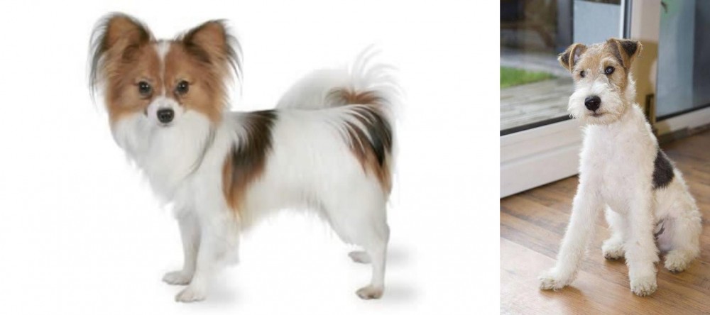 Wire Fox Terrier vs Papillon - Breed Comparison