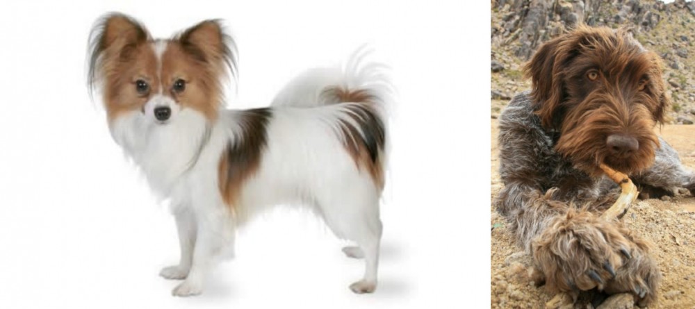 Wirehaired Pointing Griffon vs Papillon - Breed Comparison